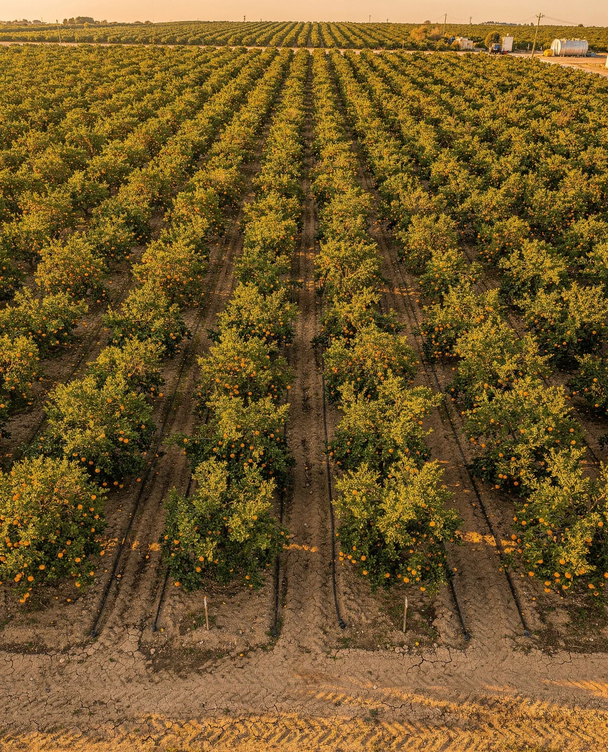 Citrus orchard at origin